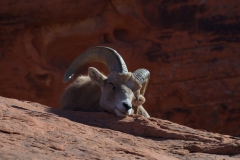 Sleeping Bighorn Ram